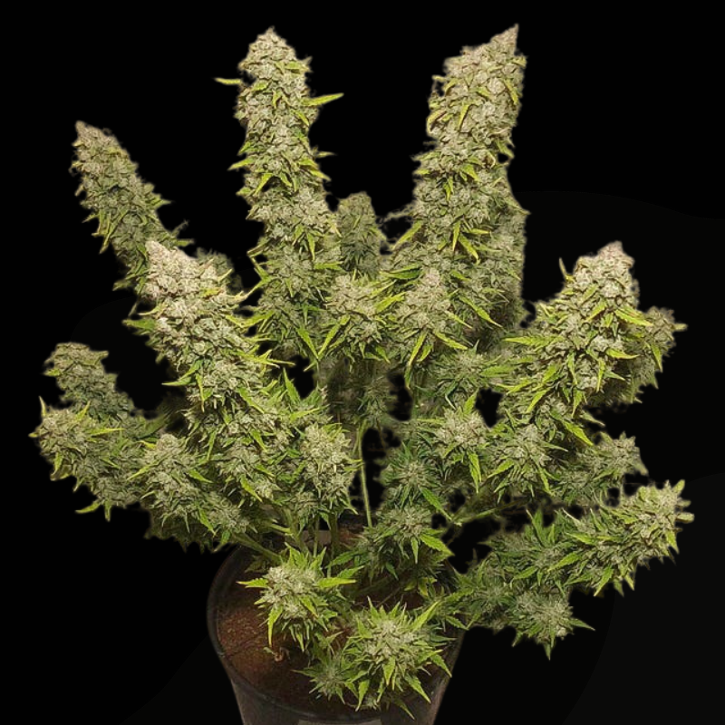 White Widow Auto (Dutch Passion)