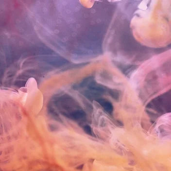 Purple Sunset RBX2 (Ethos Genetics) feminisiert