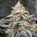 White Wedding RBX (Ethos Genetics) feminisiert Cannabis Samen von Ethos Genetics