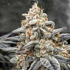 White Wedding RBX (Ethos Genetics) feminisiert Cannabis Samen von Ethos Genetics