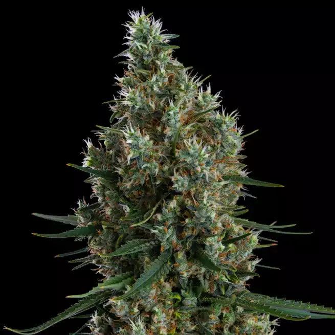 Zweet Inzanity RBX (Ethos Genetics) feminisiert
