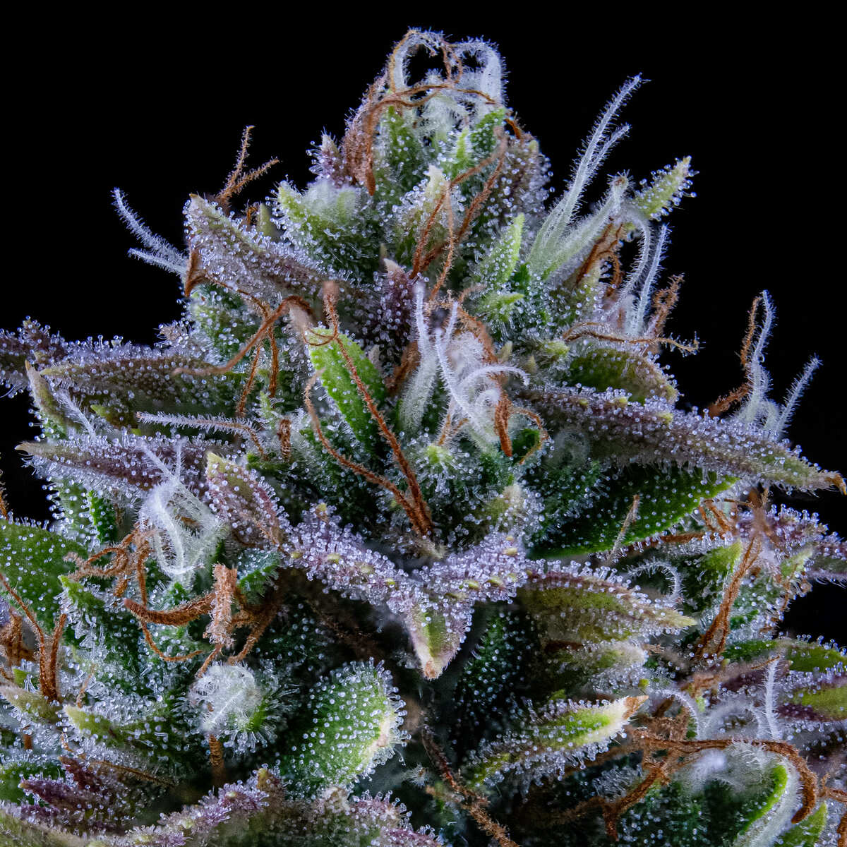 24 Carat Auto (Mephisto Genetics) Cannabis Samen von Mephisto Genetics