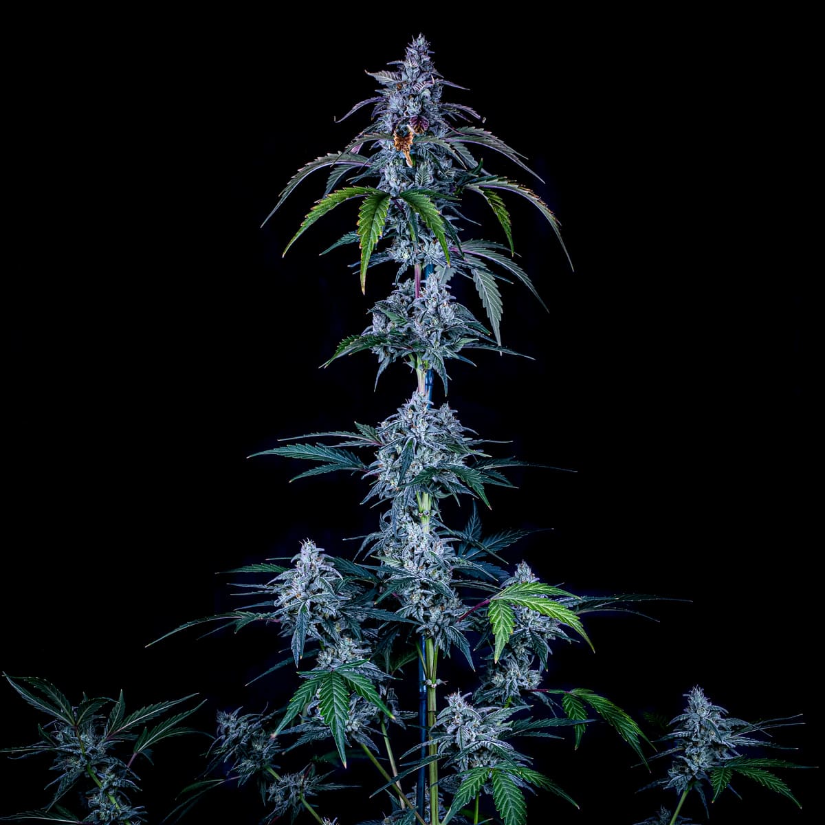 Fugue State Auto (Mephisto Genetics)