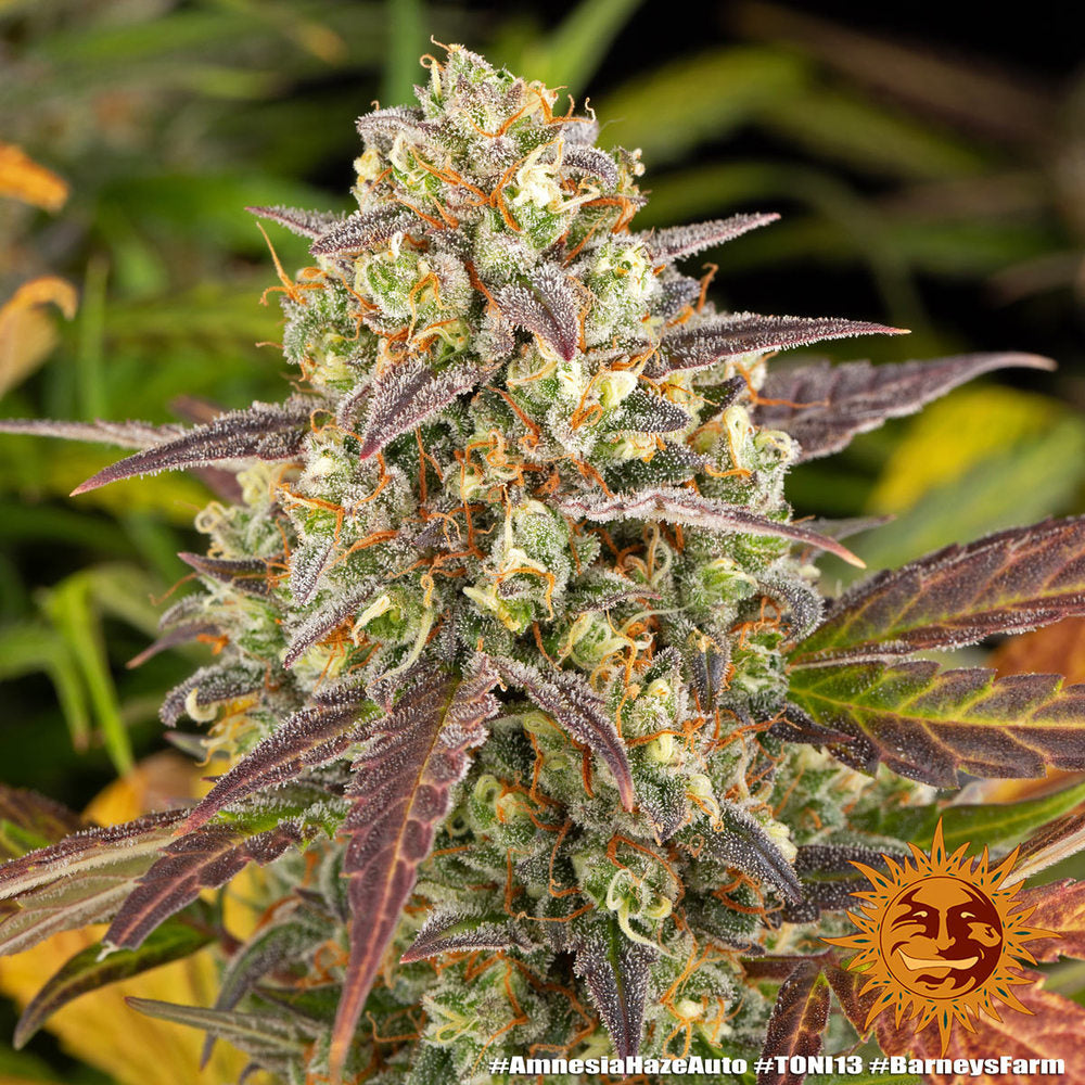 Amnesia Haze Auto (Barneys Farm)