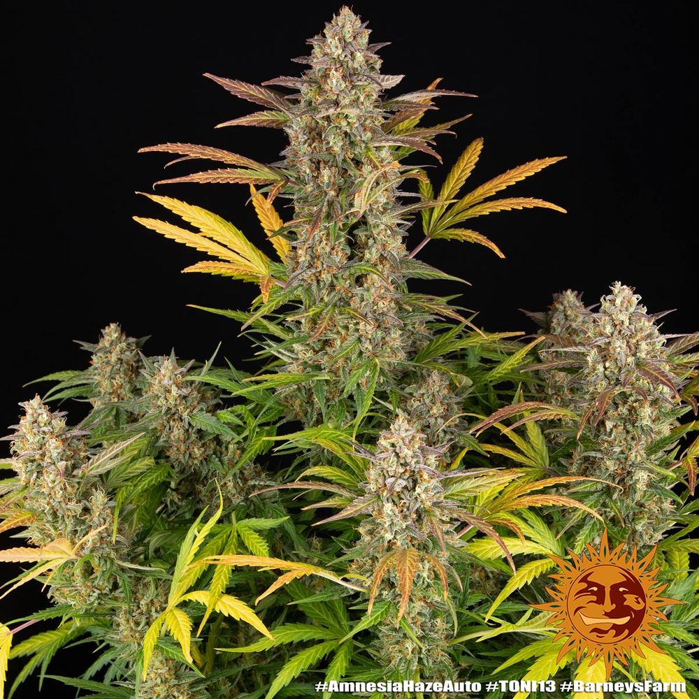 Amnesia Haze Auto (Barneys Farm)