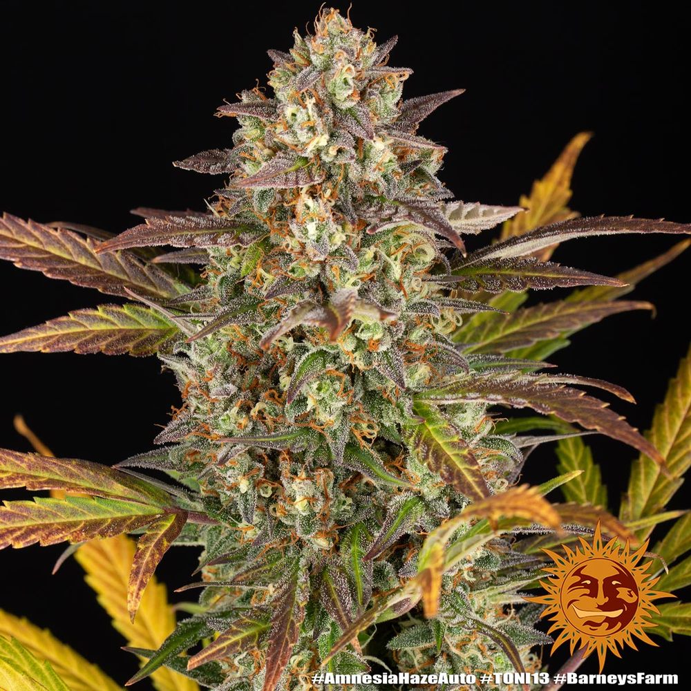 Amnesia Haze Auto (Barneys Farm)