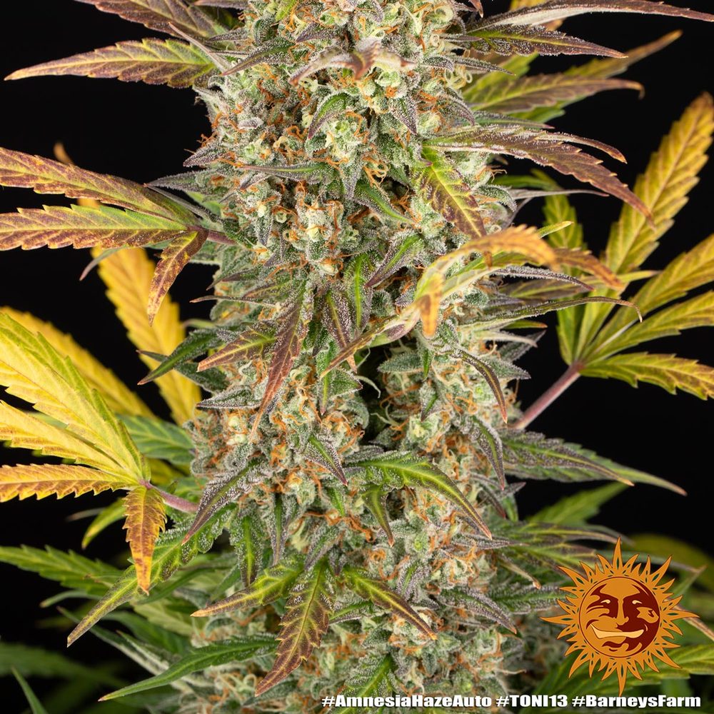 Amnesia Haze Auto (Barneys Farm)