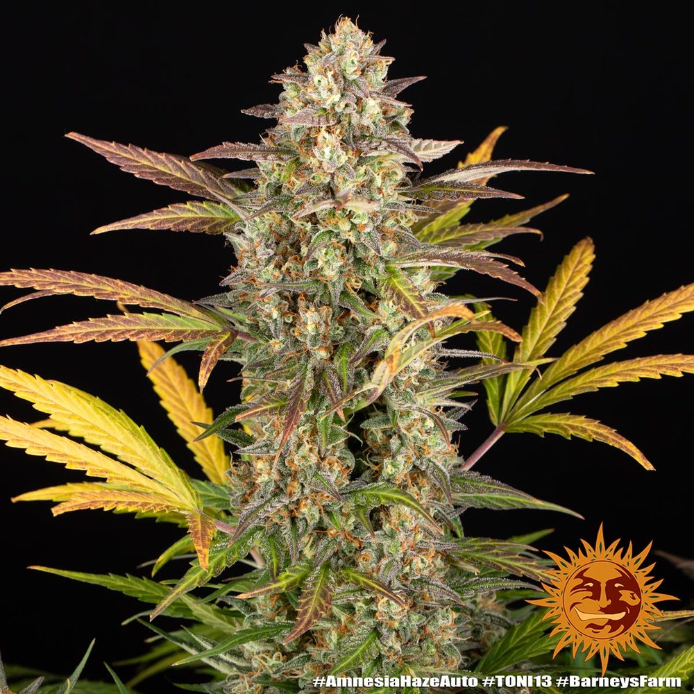 Amnesia Haze Auto (Barneys Farm)