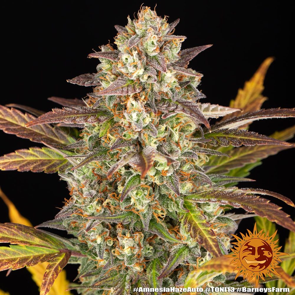 Amnesia Haze Auto (Barneys Farm)