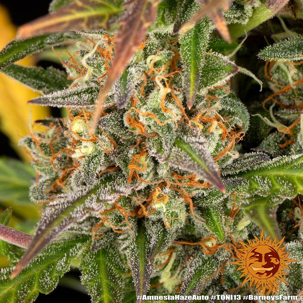 Amnesia Haze Auto (Barneys Farm)