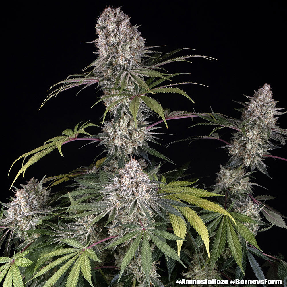 Amnesia Haze (Barneys Farm) feminisiert