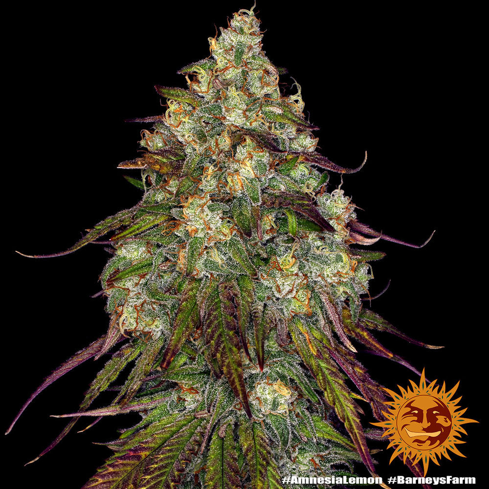 Amnesia Lemon (Barneys Farm) feminisiert