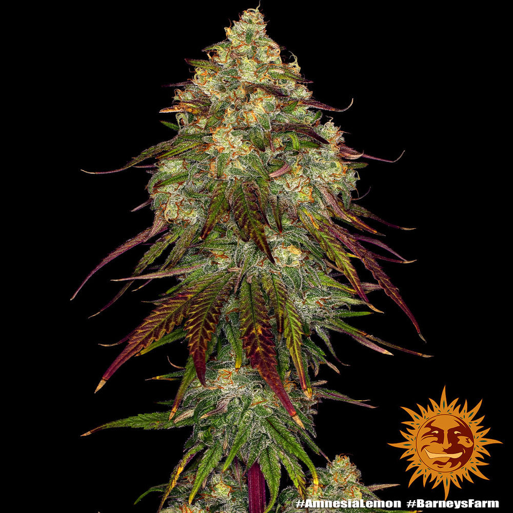 Amnesia Lemon (Barneys Farm) feminisiert