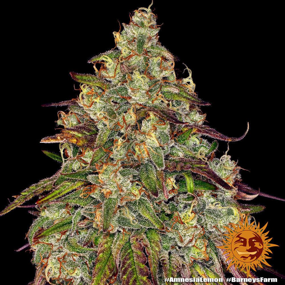 Amnesia Lemon (Barneys Farm) feminisiert
