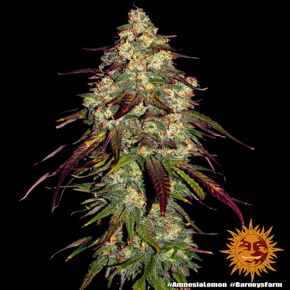 Amnesia Lemon (Barneys Farm) feminisiert