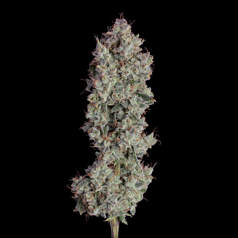 Shortcut Auto (Happy Valley Genetics)