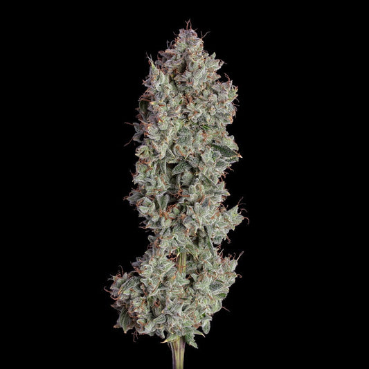 Shortcut Auto (Happy Valley Genetics)