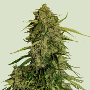 Atlas F1 Auto (Royal Queen Seeds)