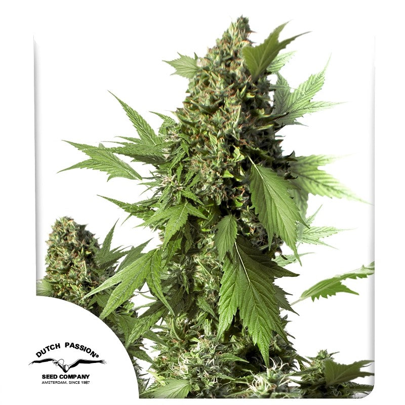Duck Auto (Dutch Passion) Cannabis Samen von Dutch Passion