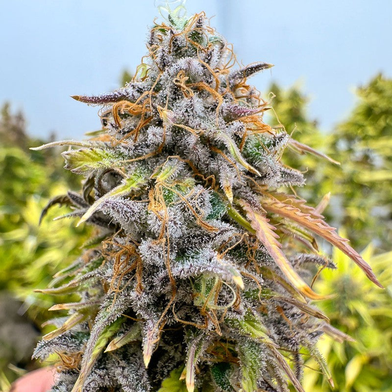 Kingston Punch Auto (Dutch Passion) Cannabis Samen von Dutch Passion