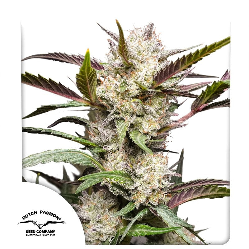 Mimosa Punch Auto (Dutch Passion) Cannabis Samen von Dutch Passion