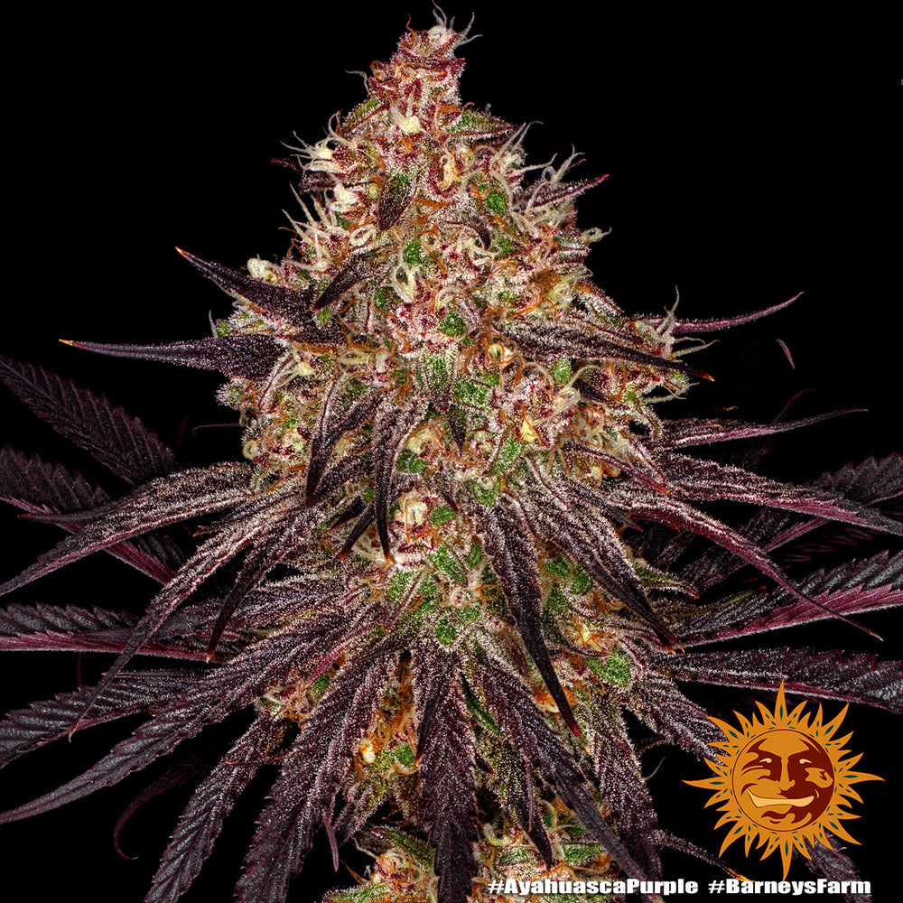 Ayahuasca Purple (Barneys Farm) feminisiert
