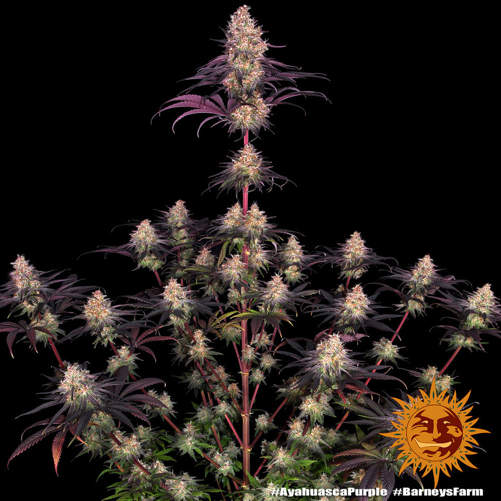 Ayahuasca Purple (Barneys Farm) feminisiert