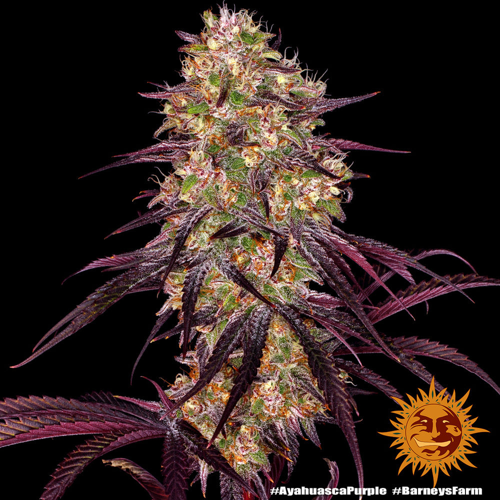 Ayahuasca Purple (Barneys Farm) feminisiert