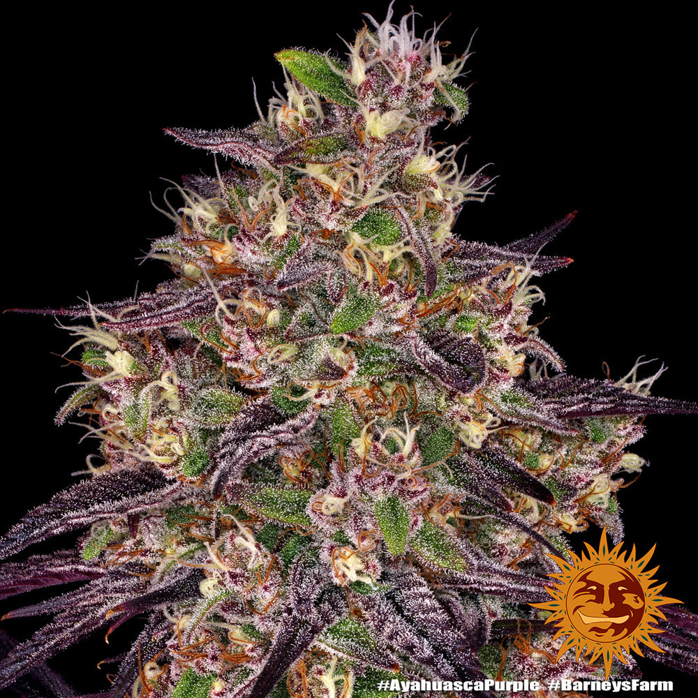 Ayahuasca Purple (Barneys Farm) feminisiert