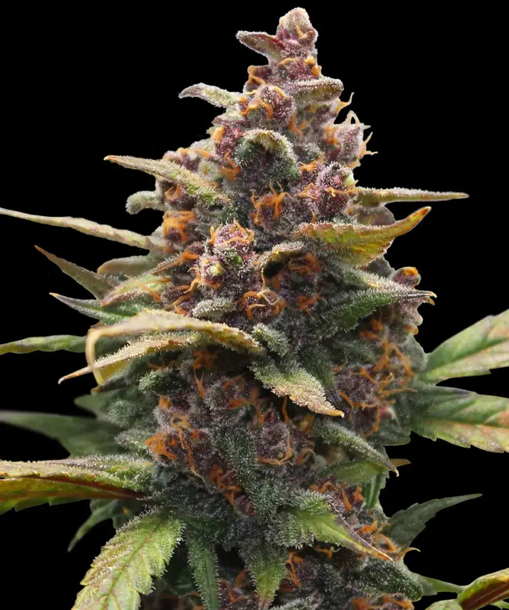 Ayahuasca Purple (Barneys Farm) feminisiert