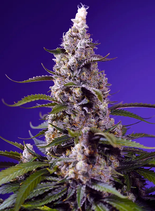 Banana Cream Cake XL Auto (Sweet Seeds) Cannabis Samen von Sweet Seeds