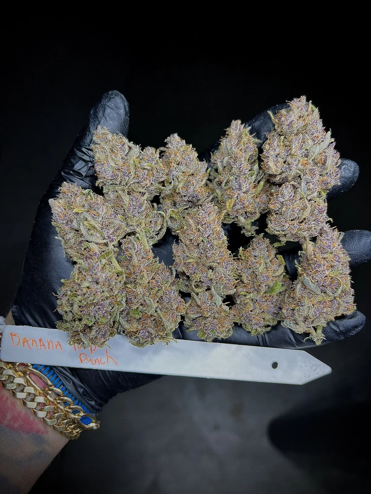 Banana Purple Punch Auto (Fast Buds)