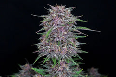 Banana Purple Punch Auto (FastBuds) Cannabis Samen von Fastbuds