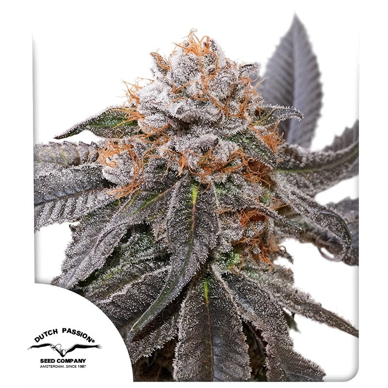 Blue Zushi (Dutch Passion) feminisiert Cannabis Samen von Dutch Passion