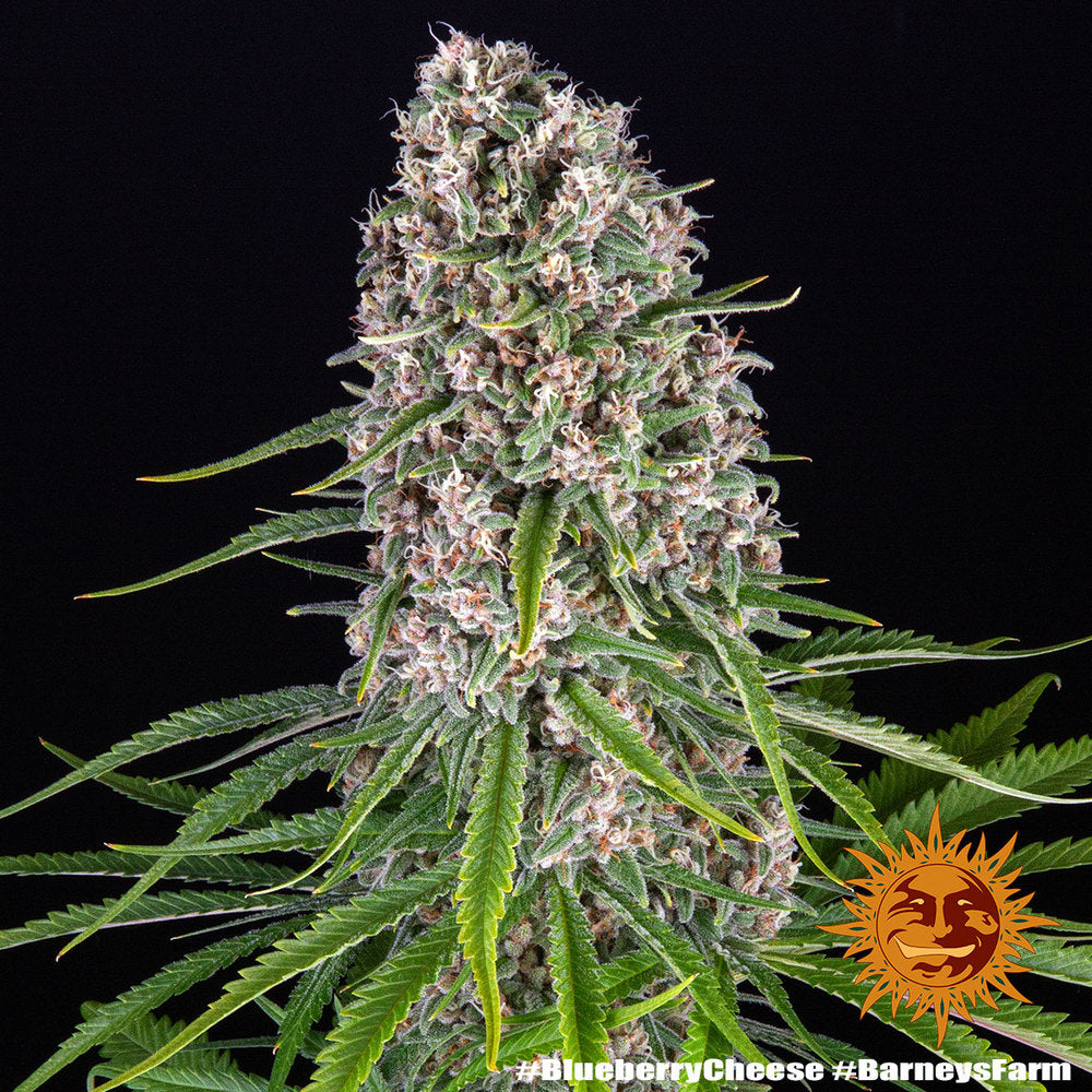 Blue Cheese (Barneys Farm) feminisiert Cannabis Samen von Barney's Farm