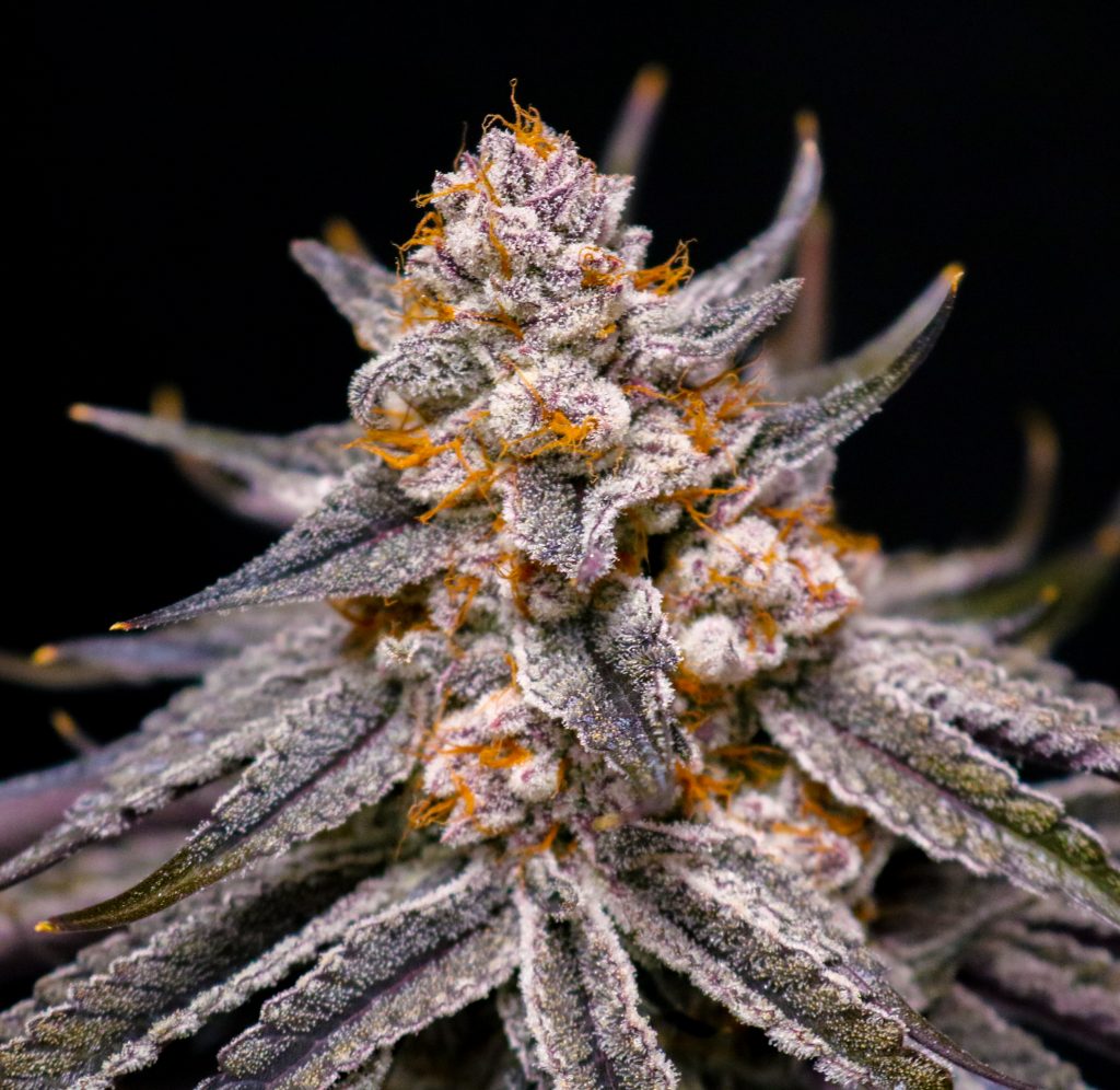 Boardwalk Bubba (Lovin In Her Eyes) feminisiert Cannabis Samen von Lovin In Her Eyes