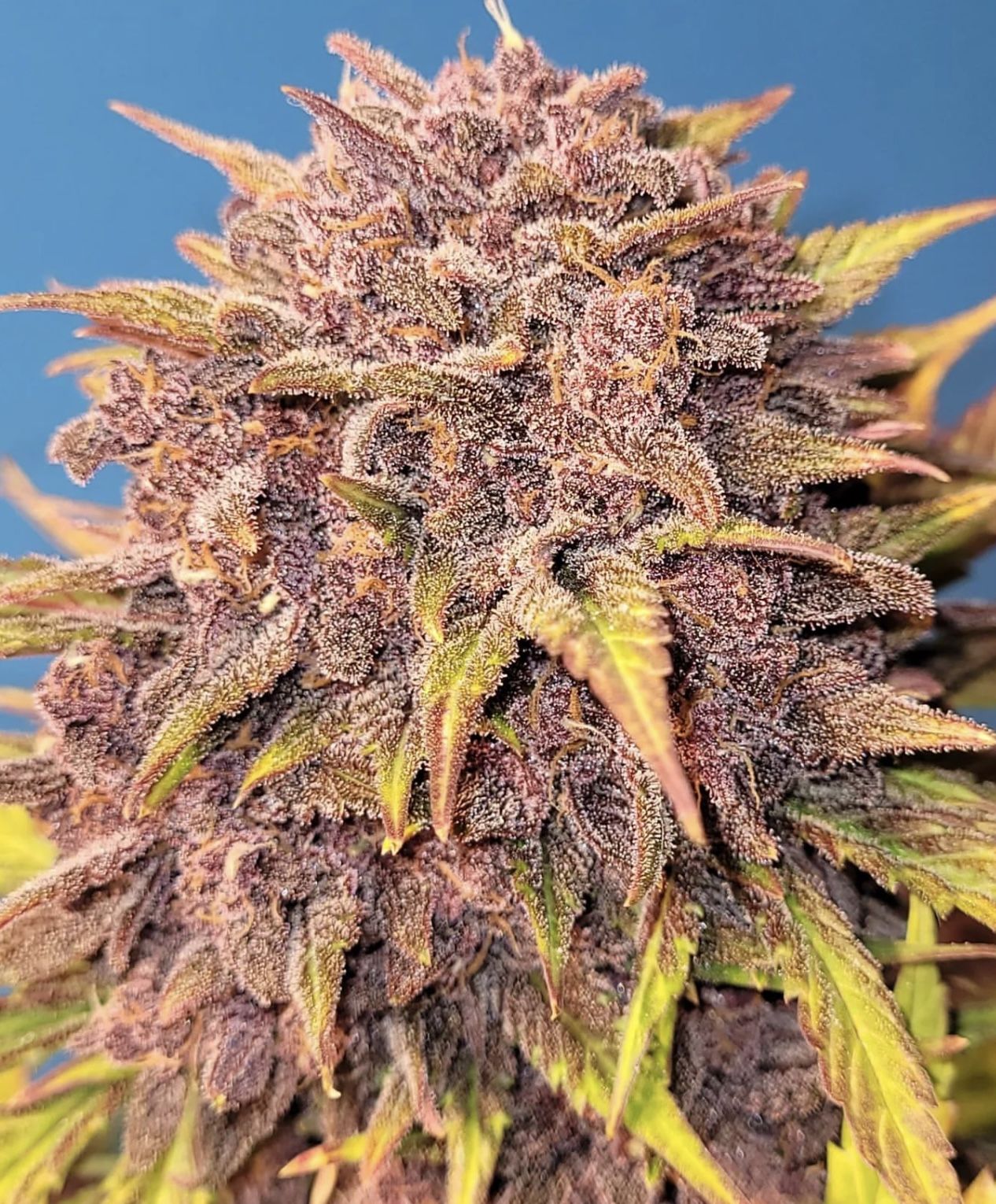 Purple Lemonade Auto (Fast Buds)