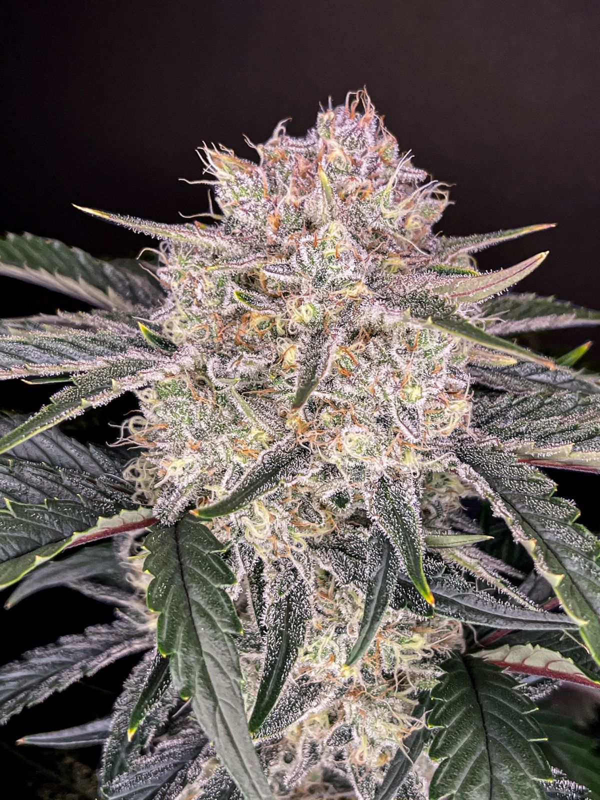 Strawberry Gorilla Auto (Fast Buds)