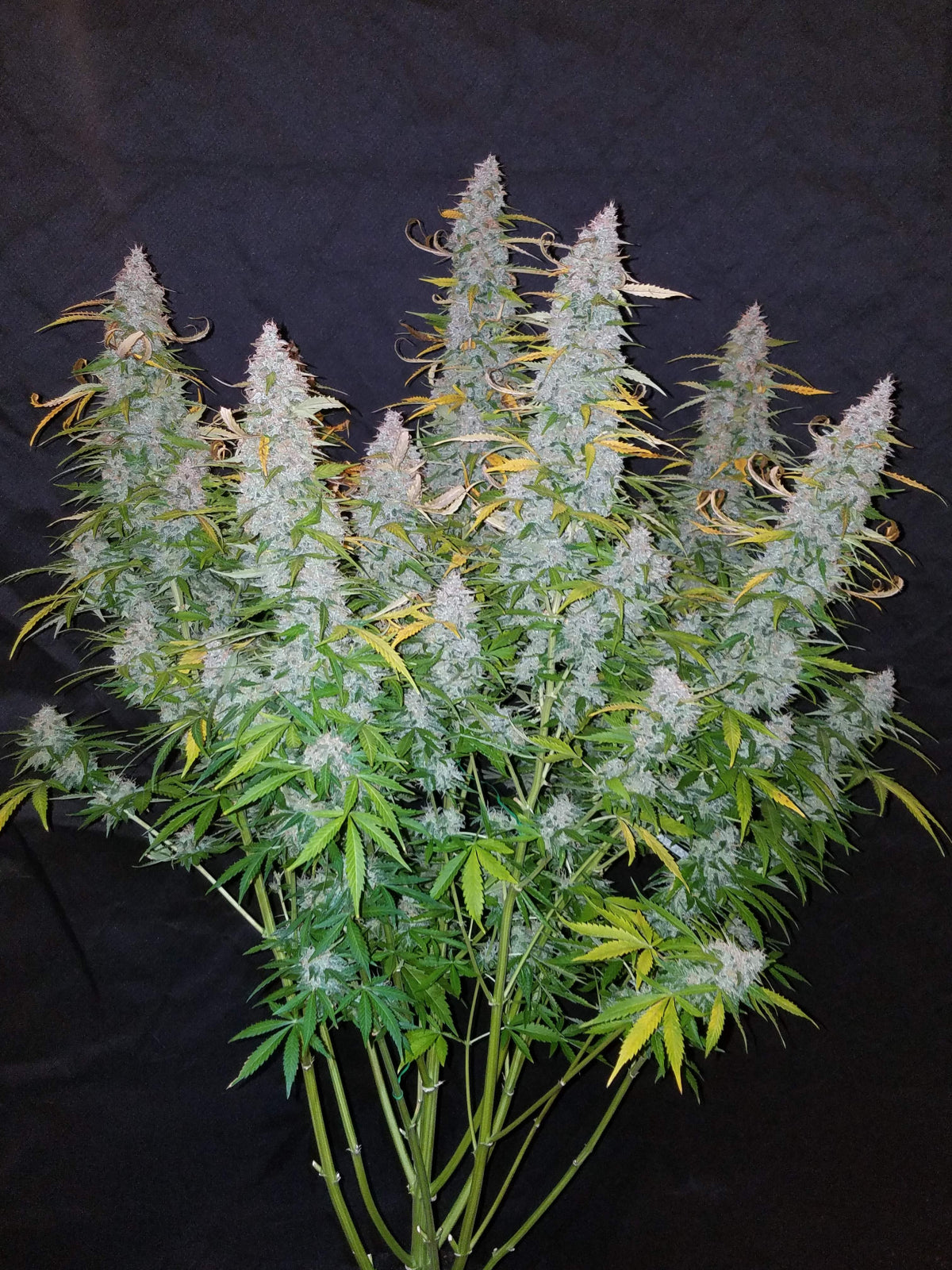 Californian Snow Auto (Fast Buds)