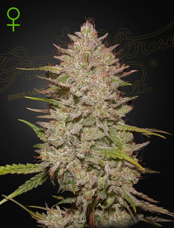 Chemical Candy Auto (Greenhouse Seed Co.)