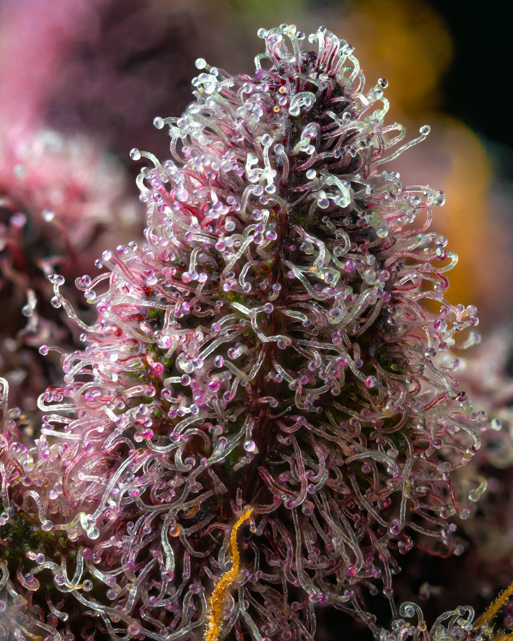 Cherry Poppers (Barneys Farm) feminisiert