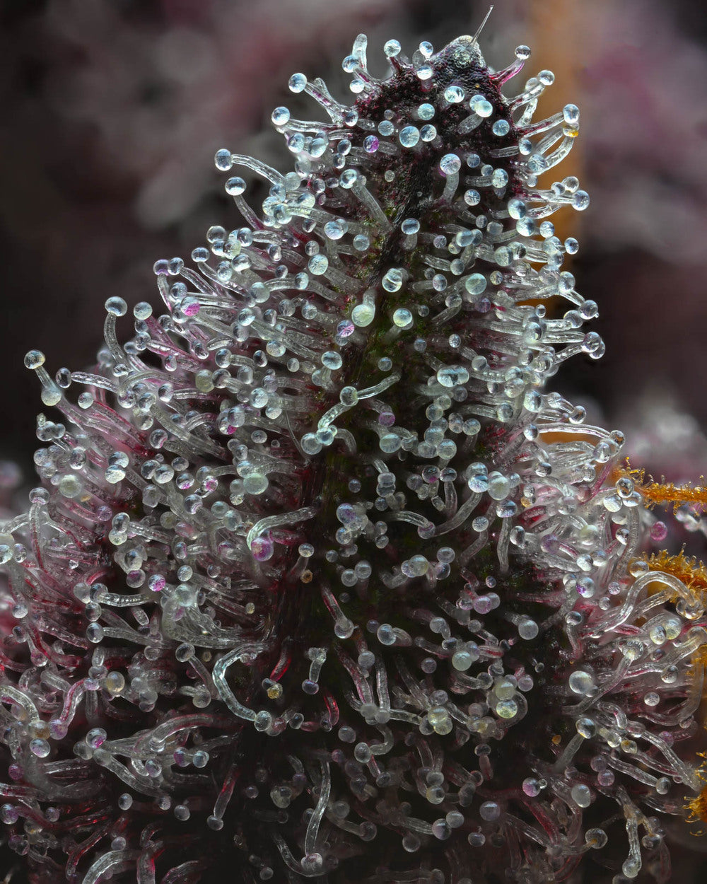 Cherry Poppers (Barneys Farm) feminisiert