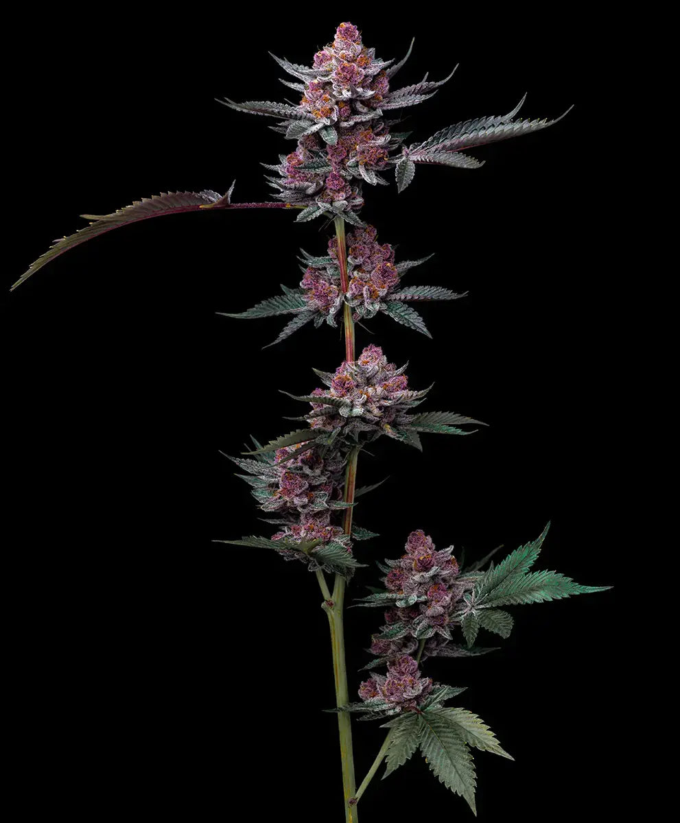 Cherry Poppers (Barneys Farm) feminisiert