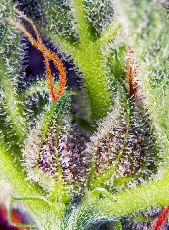Cream Mandarine XL Auto (Sweet Seeds)