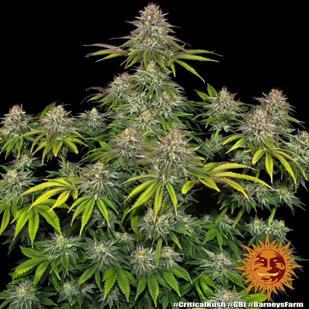 Critical Kush (Barneys Farm) feminisiert Cannabis Samen von Barney's Farm