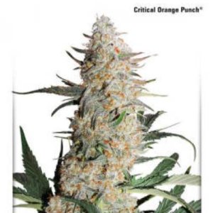 Critical Orange Punch (Dutch Passion) feminisiert Cannabis Samen von Dutch Passion