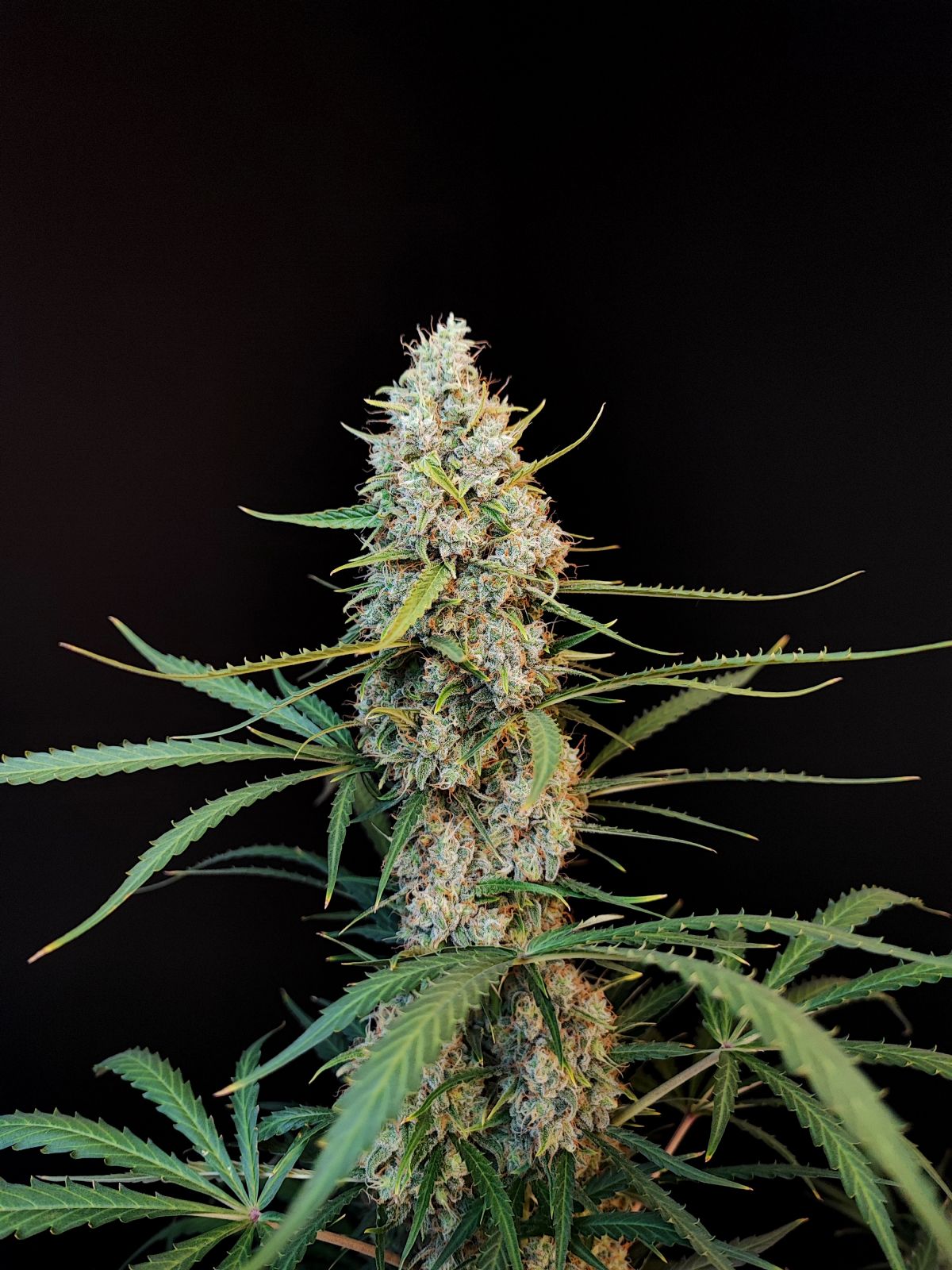 Original Jack Herer Auto (Fast Buds)
