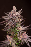 Depth Charge (Lovin In Her Eyes) feminisiert Cannabis Samen von Lovin In Her Eyes