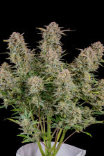 Bruce Banner Auto (Fast Buds)