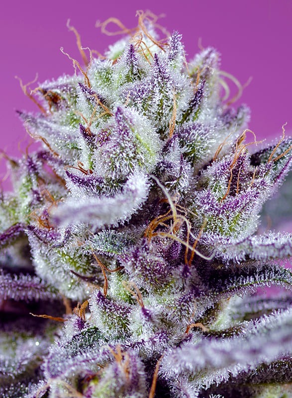 Diablos Delight XL (Sweet Seeds)